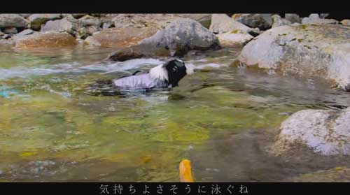 川遊びする犬