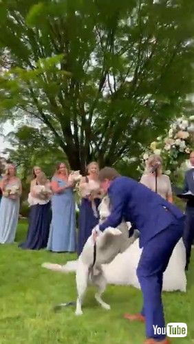 uColonel Runs Down Wedding Aisle Crashing into Mic Stand || ViralHogv