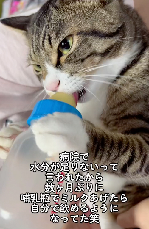 哺乳瓶に夢中な猫