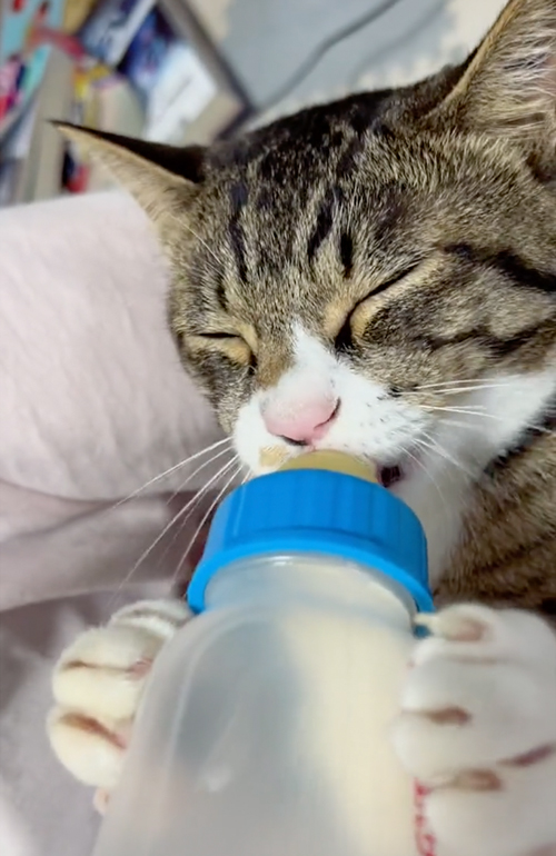 水分不足の猫に哺乳瓶でミルクをあげたら 自分で飲めるように 9カ月の大きな赤ちゃん が器用でかわいい ねとらぼ