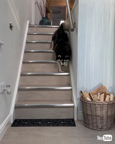 階段を下りる盲目ハスキー