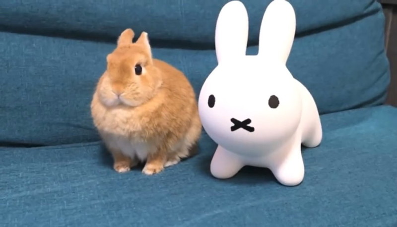 自分の縄張りに知らん奴いた時のうさぎの反応ｗｗ 無の表情と反応するお耳が かわいすぎる と大反響 ねとらぼ