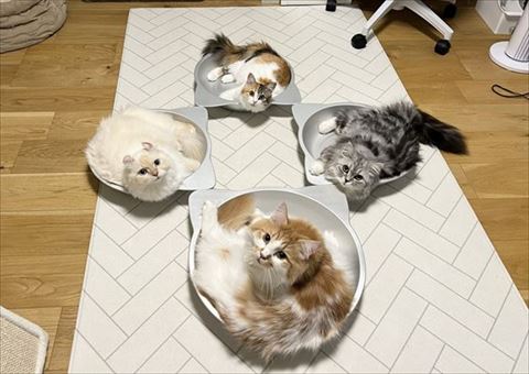 猫鍋の入る4匹の猫