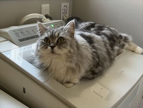 洗濯機に上にいる猫