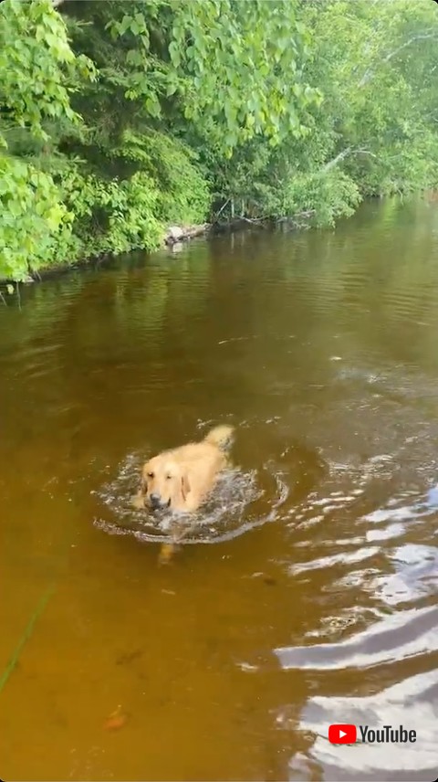 川底で石を拾う犬