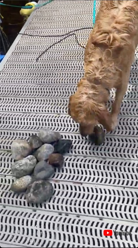 石を置く犬