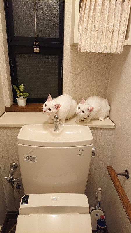 トイレに乗る猫