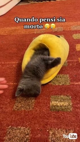 スリッパの中で寝ている子猫