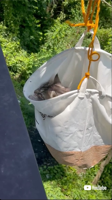 洗濯物かごに収まって救助される猫