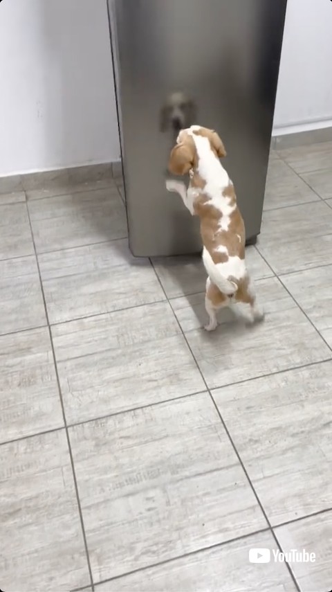冷蔵庫を閉める犬