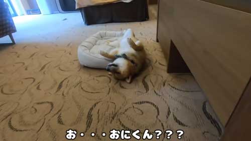 爆睡の柴犬