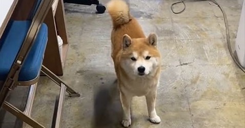 実は この犬 弊社の会長 重要な決断も迷わず下す マイペースな柴犬会長のお仕事風景に 日本一可愛い会長 の声 ねとらぼ