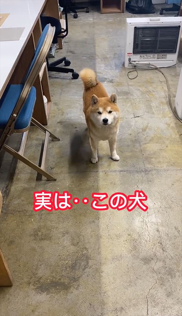 実は この犬 弊社の会長 重要な決断も迷わず下す マイペースな柴犬会長のお仕事風景に 日本一可愛い会長 の声 ねとらぼ