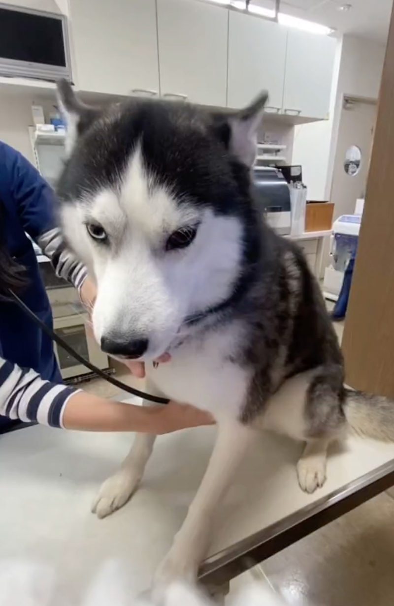 大型犬 こわいよぅ 先生 震えすぎて心臓の音が聞こえません笑 診察を必死に頑張るハスキーが応援したくなる ねとらぼ