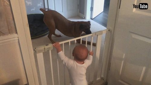 uBaby Finds Dogs to Be Highly Entertaining || ViralHogv
