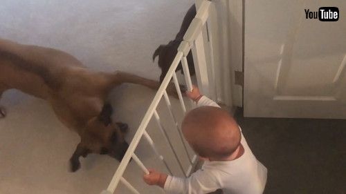 uBaby Finds Dogs to Be Highly Entertaining || ViralHogv