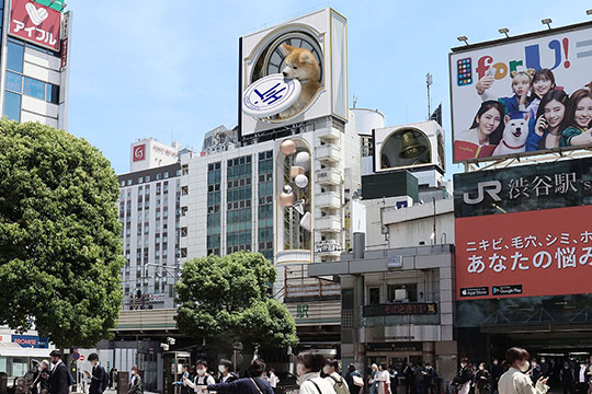 “超巨大な秋田犬”の3D映像が渋谷に登場