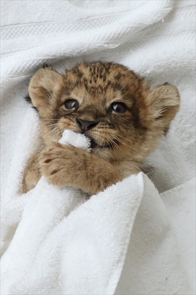 ライオンの赤ちゃん正面