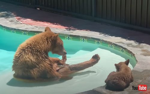 プールに遊びにきたクマの親子