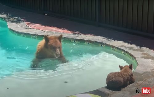 プールに遊びにきたクマの親子