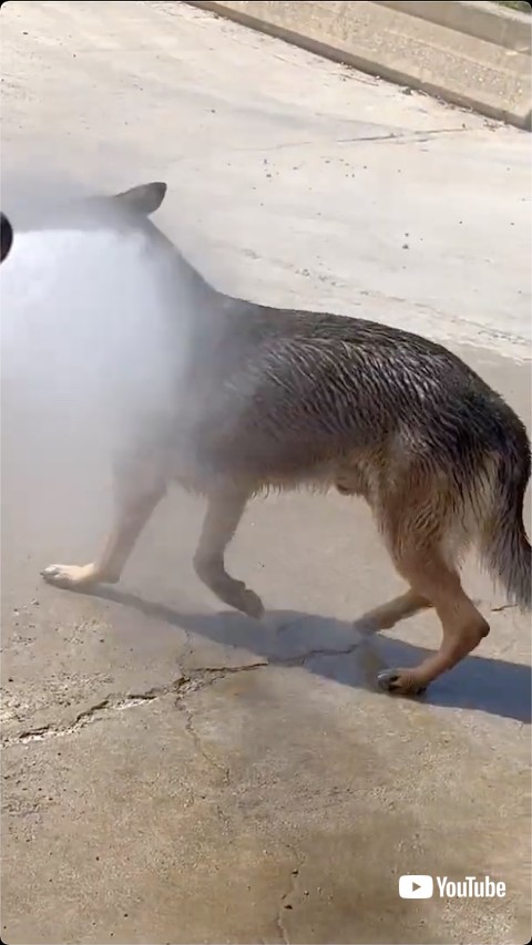 水浴びを終える犬