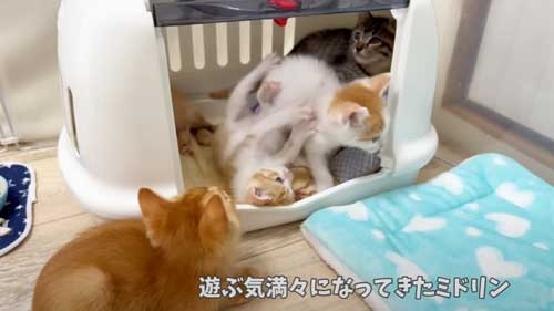 兄妹たちと遊ぶ保護子猫