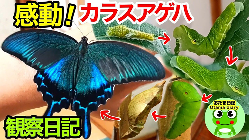 やたら緑の幼虫を発見→1カ月育ててみた結果…… ため息が漏れるほど美しいチョウの羽化を見届けた観察日記に「感動する」 - ねとらぼ