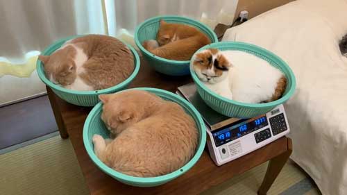 体重を測る猫たち