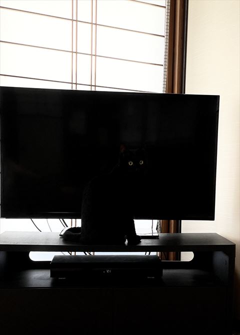 テレビ前にいる猫ちゃん近くから