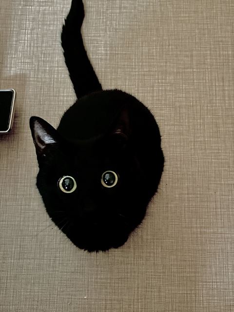 上を見上げる黒猫正面