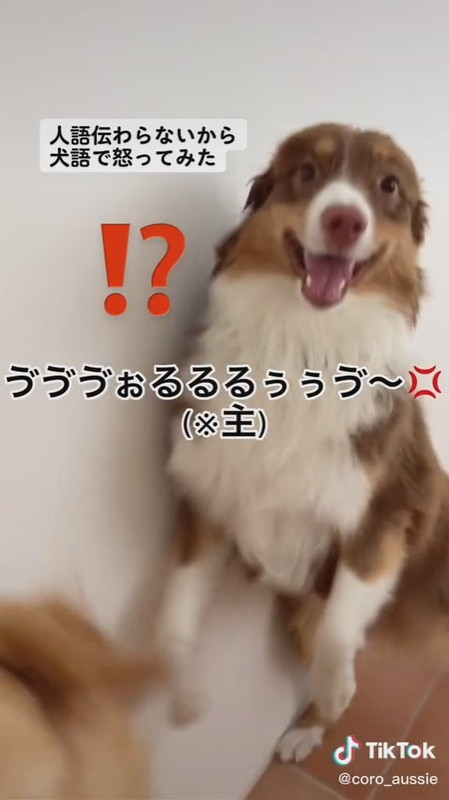 飼い主が大型犬たちに 犬語 で注意した結果 即座に言うことを聞く姿に まさかのネイティブｗ の声 ねとらぼ