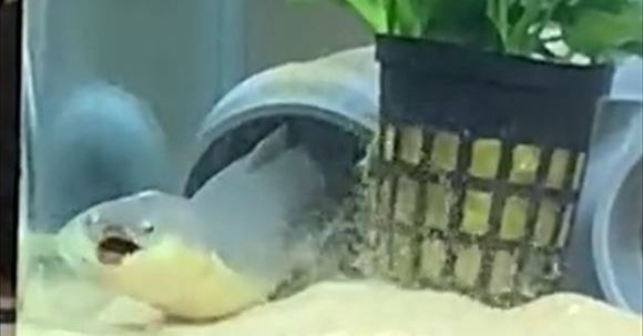 うなぎ ぶえっくしょい 突然のくしゃみが止まらないうなぎ 全身が荒ぶっちゃう動きがかわいい ねとらぼ