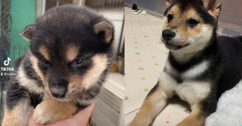 黒柴の子犬が成長したら 頭だけ赤色に変化した驚きのビフォーアフターに こんなことあるんですね レアでかわいい の声 ねとらぼ