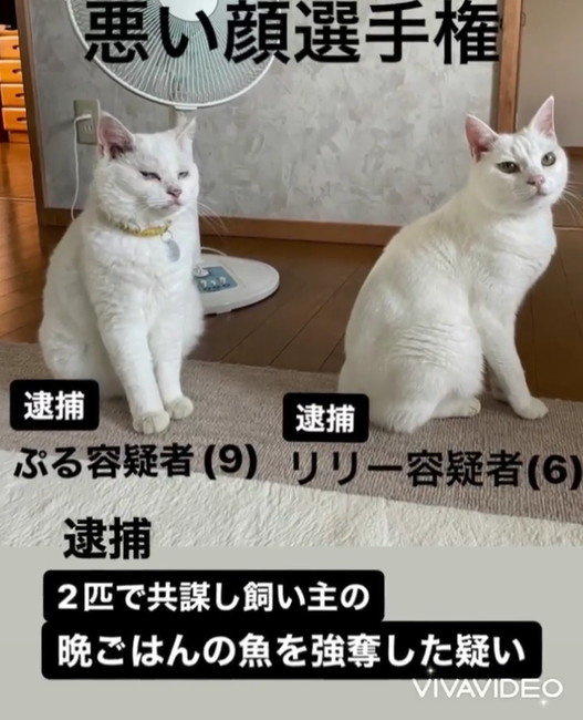 悪い顔選手権 猫の部開催 晩ごはん強奪犯にゃんの白猫2匹 悪かわいい顔に 朝から吹いたw の声 ねとらぼ 悪い顔選手権 猫の部開催 晩ごはん強奪犯にゃんの白猫2匹 悪かわいい顔に 朝から吹いたw の声 ねとらぼ