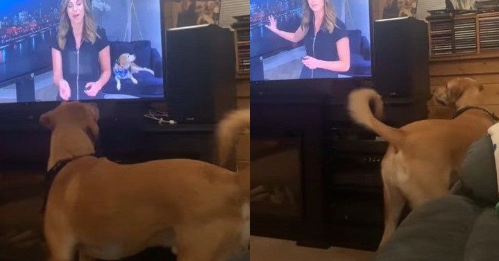 テレビの中に犬仲間を発見 すると 愛犬が テレビの裏を不思議そうに確認する姿がいとおしい 米 1 2 ページ ねとらぼ