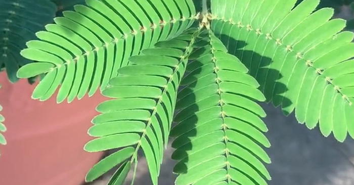 先端に触れると 礼儀正しく 閉じるオジギソウ 手前から奥にパタパタ閉じる様子が気持ち良い 1 2 ページ ねとらぼ