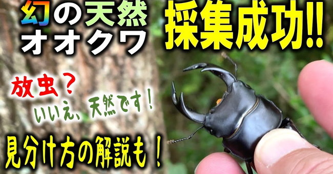 幻のオオクワガタを発見！→天然、それとも放虫？ 見分け方の解説が「説得力あります」「これは天然っぽい」と話題に - ねとらぼ