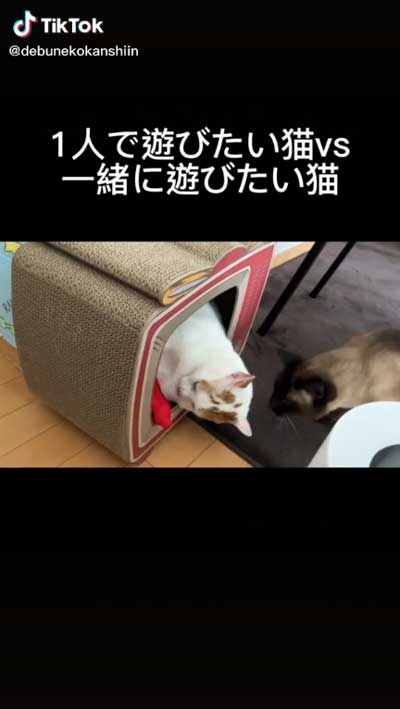 遊びたいシャム柄の猫