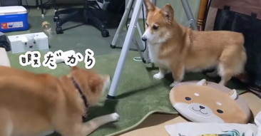 Zqqj6nlpvcjrzm