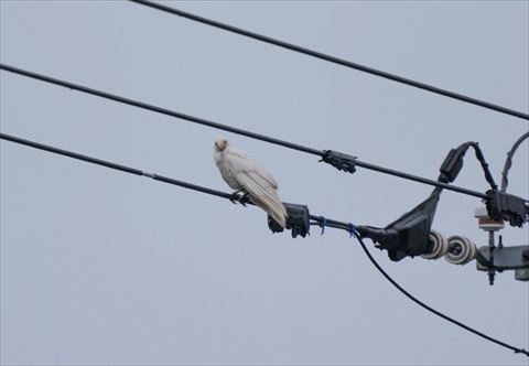カメラ目線の白い鳥