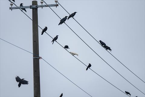 集団の鳥