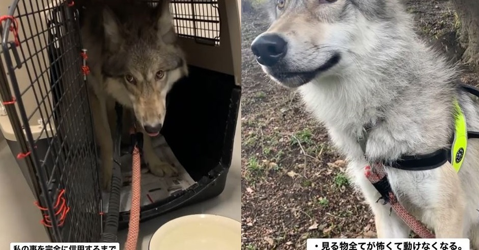 見る物全てにおびえていたオオカミ犬 2年後 飼い主の愛情で心を開いていく姿に 何て可愛い子なんでしょう ねとらぼ