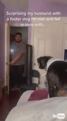 uWoman Surprises Husband by Getting Foster Dog For Him - 1353168-1v
