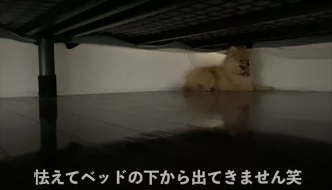ベッドの下にいるワンコ