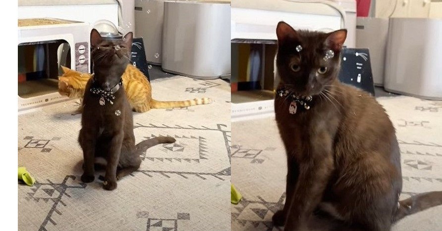 猫用シャボン玉で遊ぶ猫 夢中で追いかけ顔にくっついちゃう姿が