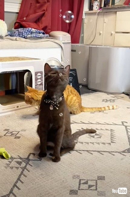 猫用シャボン玉で遊ぶ猫 夢中で追いかけ顔にくっついちゃう姿が