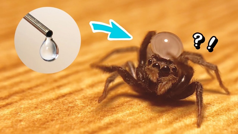 ハエトリグモの頭に 水滴を乗せてみたら 意外なリアクションに 初めてクモがかわいいと思った 人が続出 1 2 ページ ねとらぼ ハエトリグモの頭に 水滴を乗せてみたら 意外なリアクションに 初めてクモがかわいいと思った 人が続出 1 2 ページ ねとらぼ