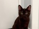 アレクサンダー＆川崎希、“新しい家族”を紹介　真っ黒な子猫に長男＆長女もデレデレ「甘えん坊ちゃんです」