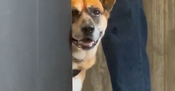 ワイルドな大型犬が 動物病院に行ったら 壁に隠れて子犬のように鳴く姿に だから大型犬はたまらない 1 2 ページ ねとらぼ