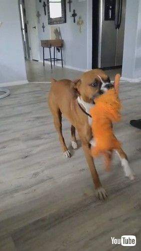 uBoxer Dog Dances with Toy || ViralHogv